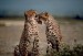 gepard afriký- step.jpg
